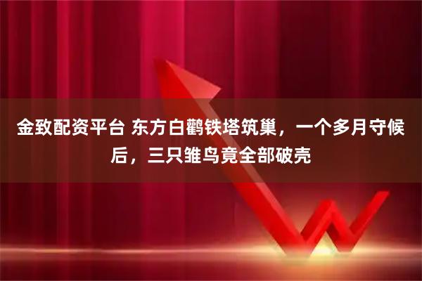 金致配资平台 东方白鹳铁塔筑巢，一个多月守候后，三只雏鸟竟全部破壳