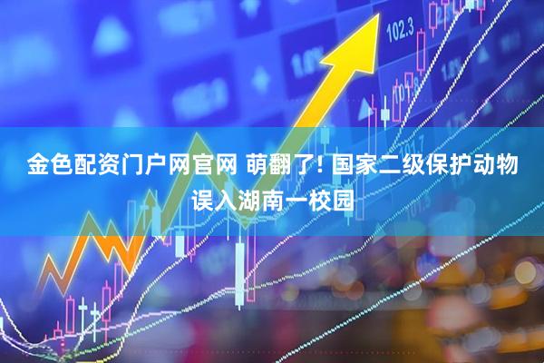 金色配资门户网官网 萌翻了! 国家二级保护动物误入湖南一校园