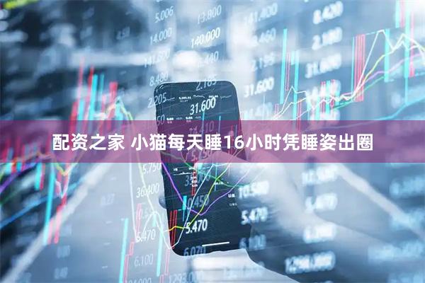 配资之家 小猫每天睡16小时凭睡姿出圈